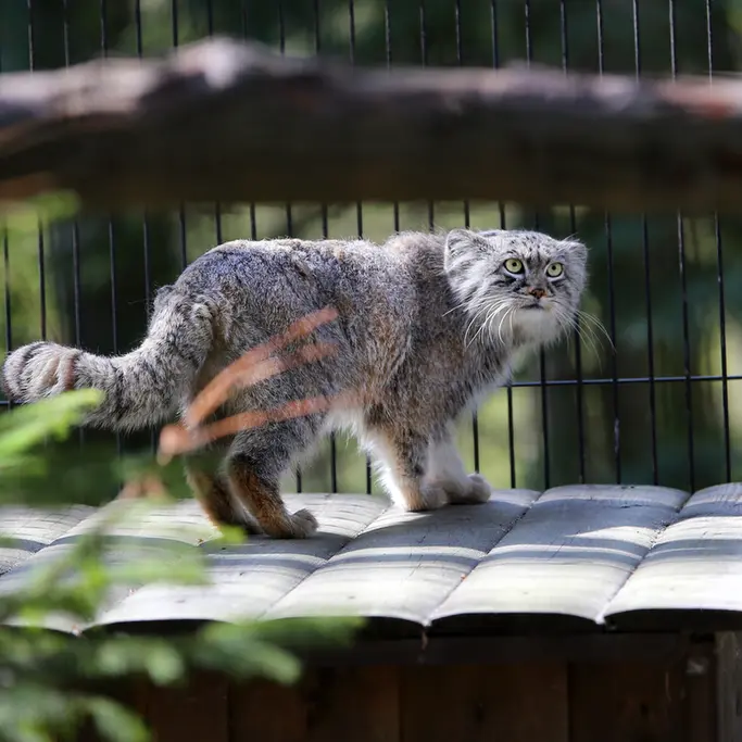 クラクフ動物園のツァスの写真
