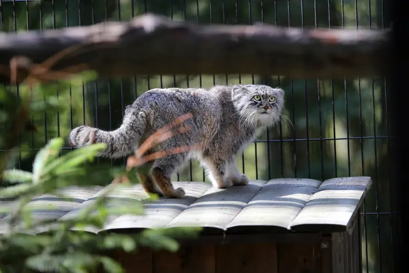 クラクフ動物園のツァスの写真