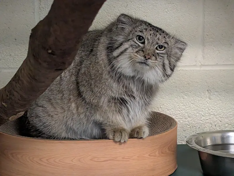 オグルベイ・グッド動物園のディーンの写真