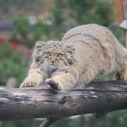 コルケアサーリ動物園のコッリ・オッリの写真