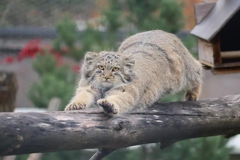 コルケアサーリ動物園のコッリ・オッリの写真