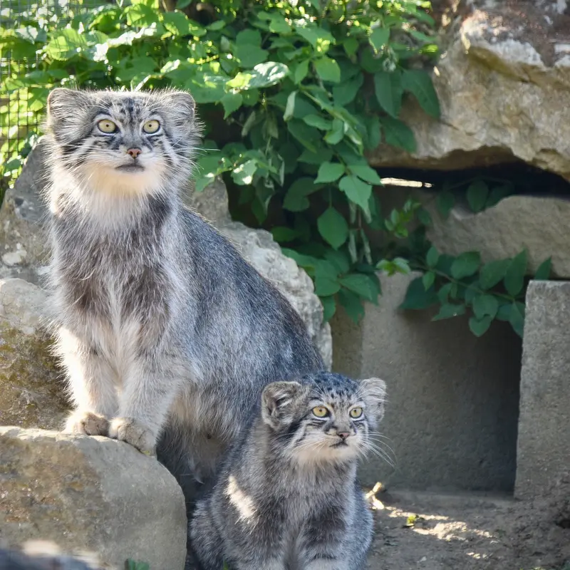 ポート・リムプネ・ワイルド・アニマル・パークのナムーとナムーの子猫 b. 2026 Ⅱの写真