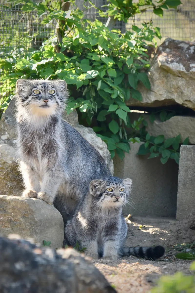 ポート・リムプネ・ワイルド・アニマル・パークのナムーとナムーの子猫 b. 2026 Ⅱの写真