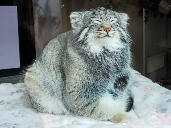 青海チベット高原野生動物園のスン・サンランの写真