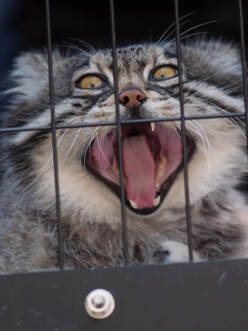 旭山動物園のグルーシャの写真