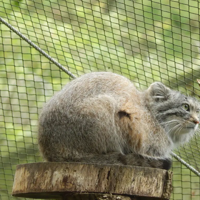 トレゴムール動物園のアルタイの写真