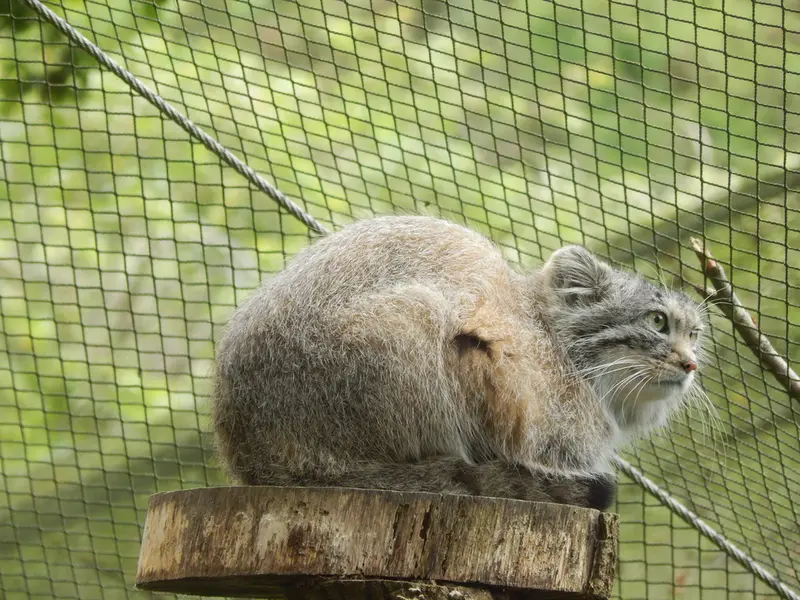 トレゴムール動物園のアルタイの写真