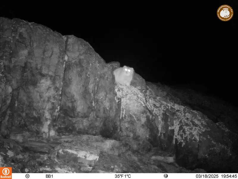 アクタス＝クンコラ［新］カメラトラップで撮影したOtocolobus manul manulの写真