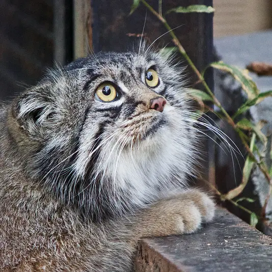 旭山動物園のグルーシャの写真