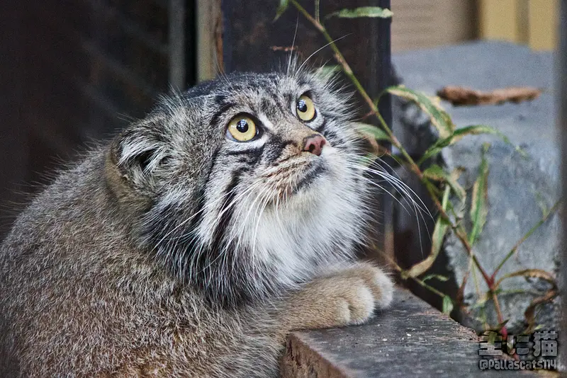 旭山動物園のグルーシャの写真