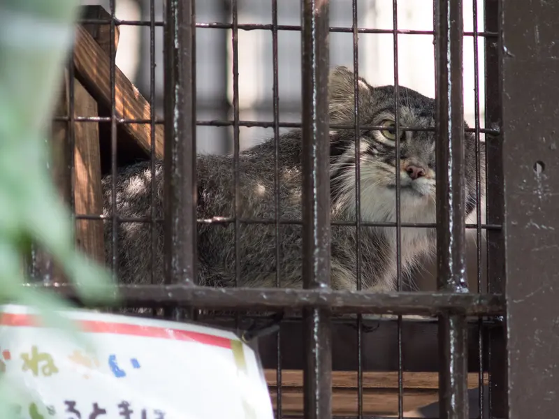 野毛山動物園のフィーガの写真