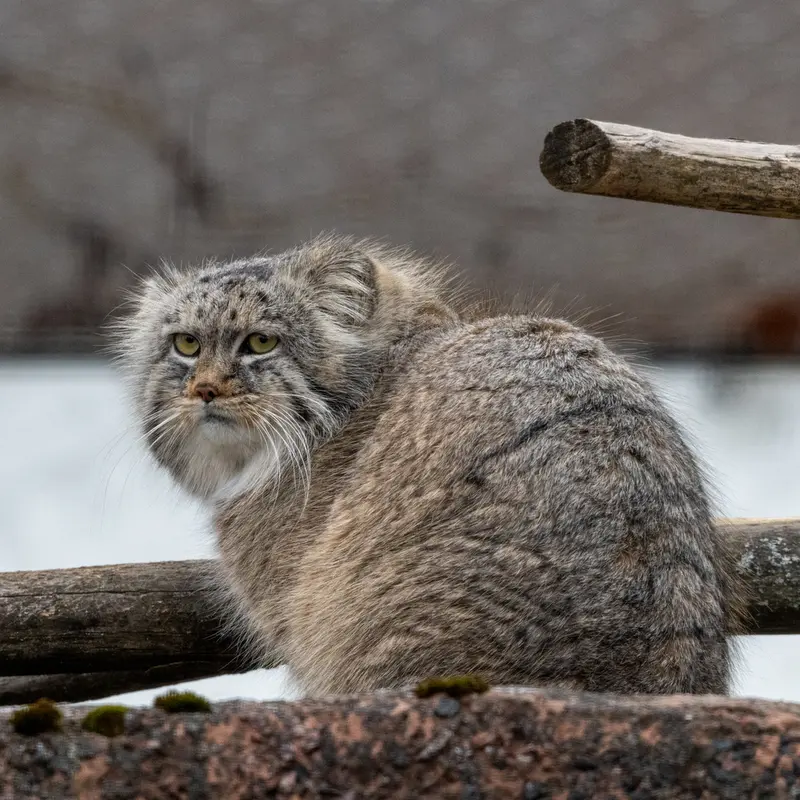 コルケアサーリ動物園のアルカスの写真