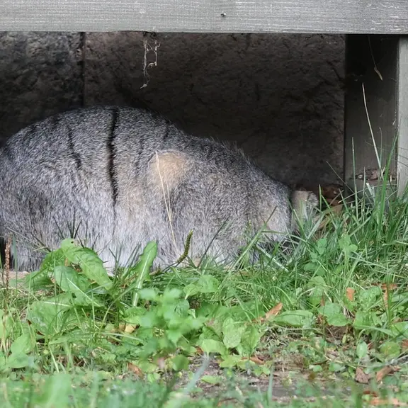 モスクワ動物園のマヌルネコの写真