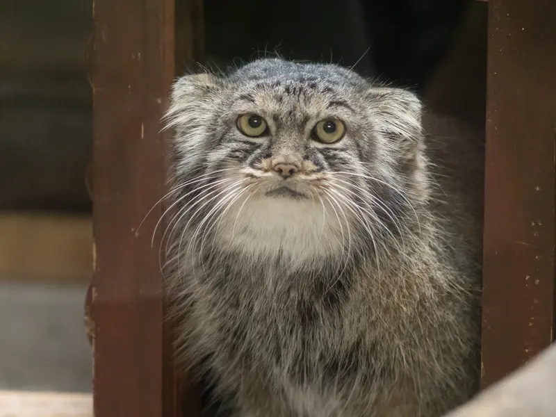 恩賜上野動物園のサフランの写真