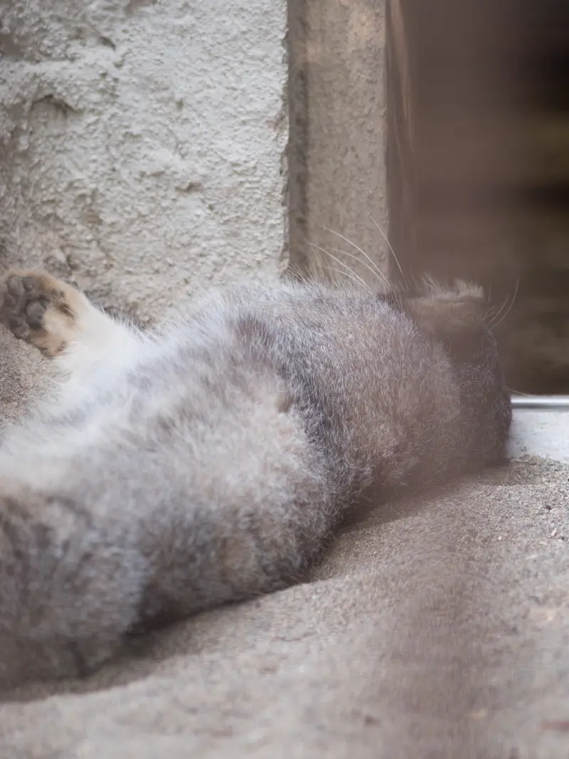 野毛山動物園のフィーガの写真