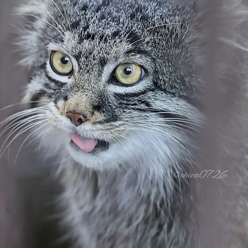 野毛山動物園のフィーガの写真