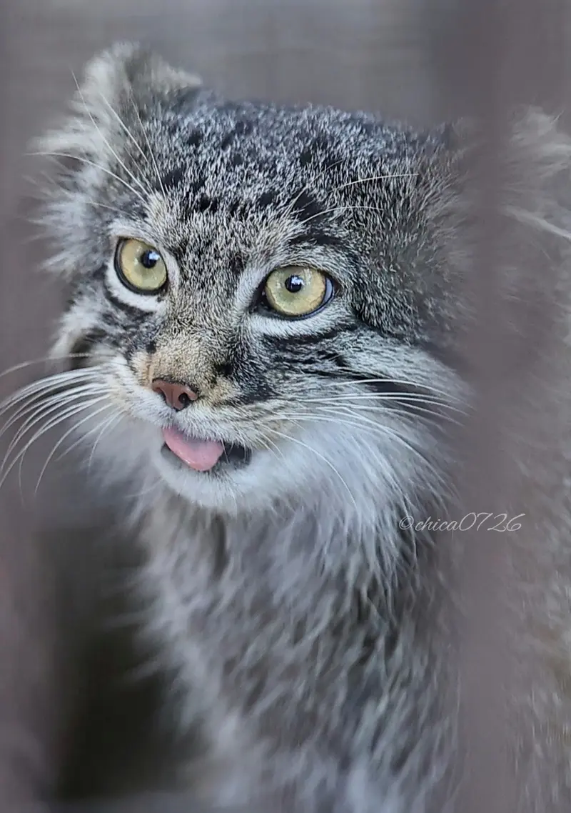 野毛山動物園のフィーガの写真