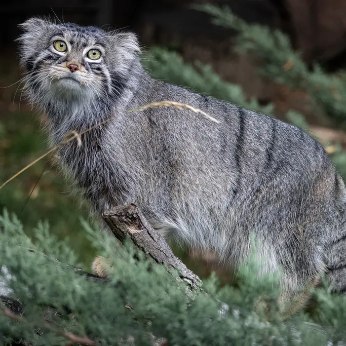 モスクワ動物園のティモフェイの写真