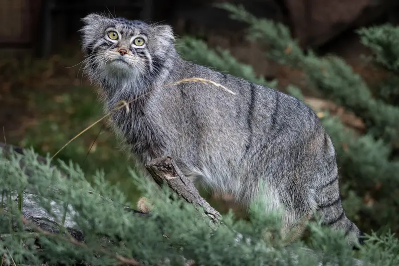 モスクワ動物園のティモフェイの写真