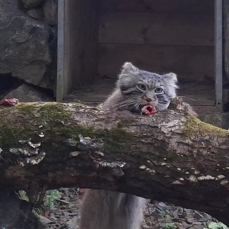 トレゴムール動物園のアルタイの写真