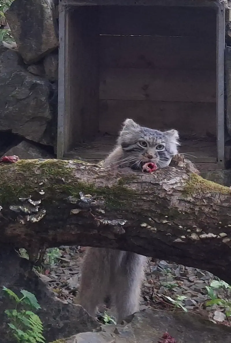 トレゴムール動物園のアルタイの写真