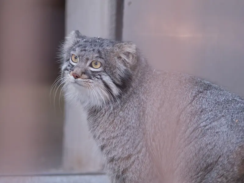 野毛山動物園のフィーガの写真