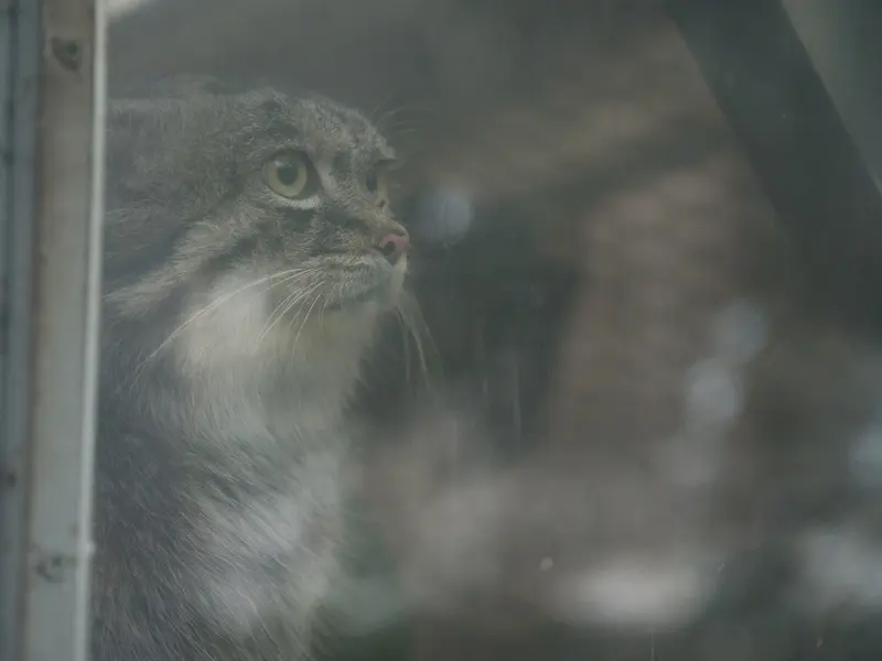 神戸どうぶつ王国のナルの写真