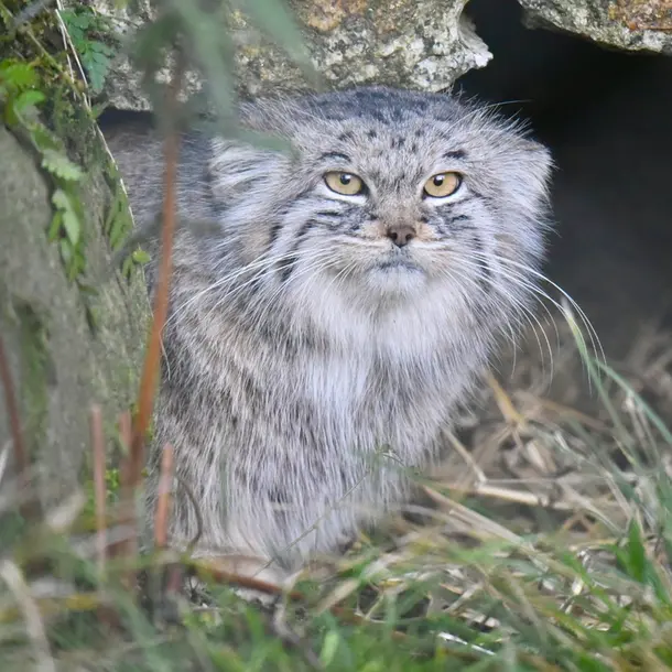 ヘラブルン動物園のスタブシの写真