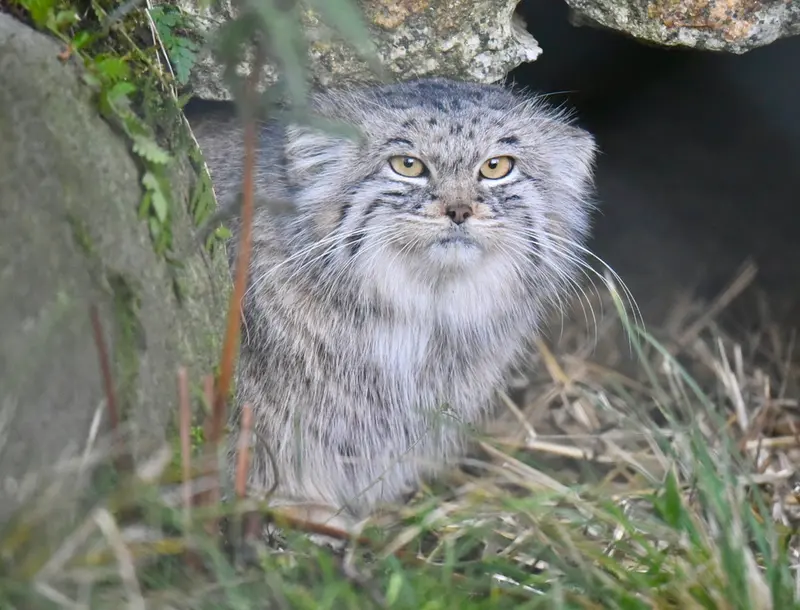 ヘラブルン動物園のスタブシの写真