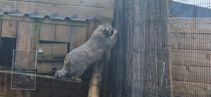 アルタイの写真