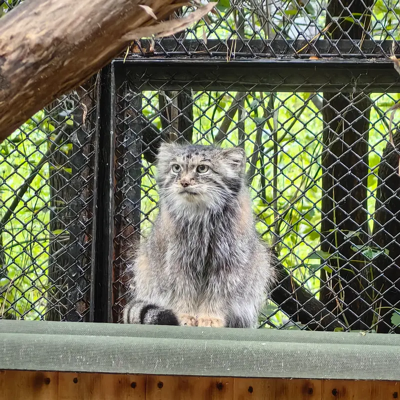 ノヴォシビルスク動物園のラストチカの写真