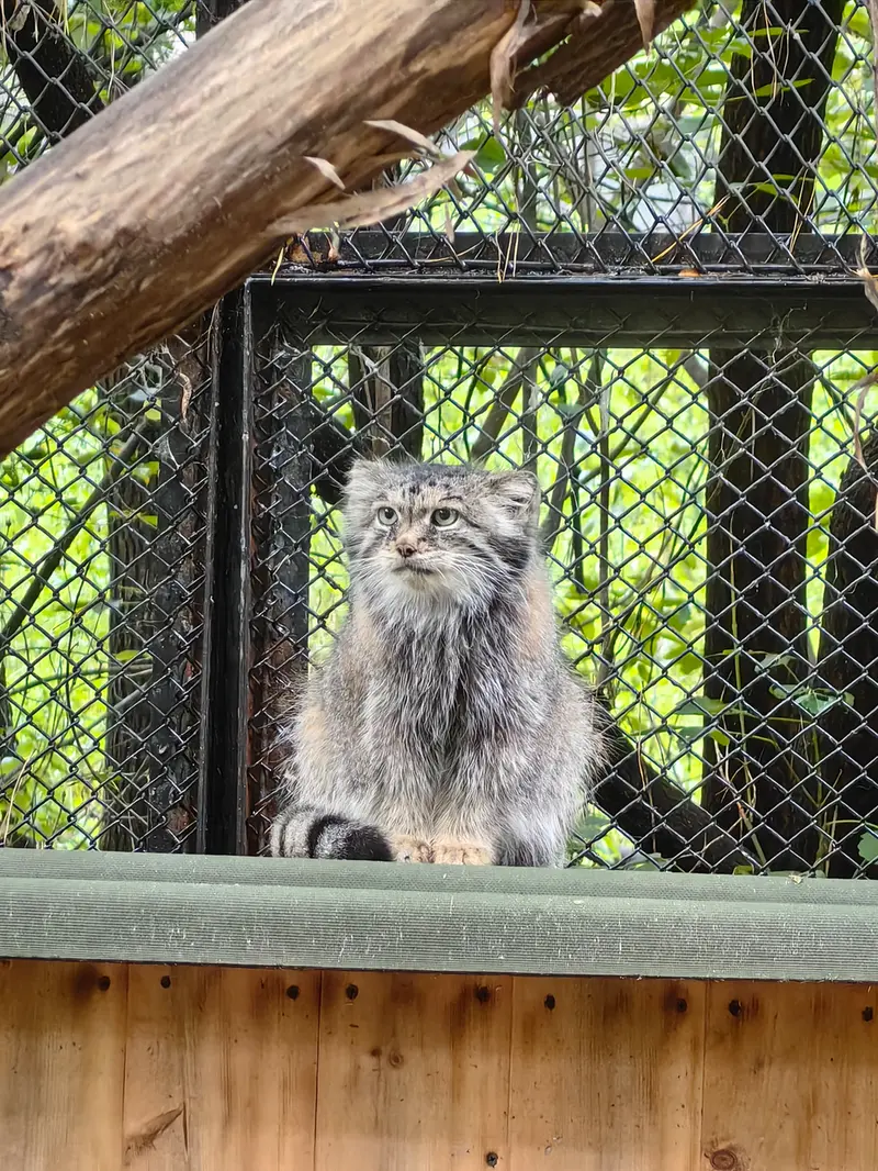 ノヴォシビルスク動物園のラストチカの写真