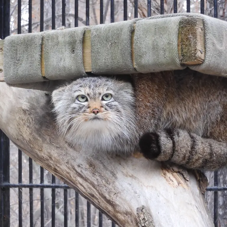 ノヴォシビルスク動物園のガビの写真