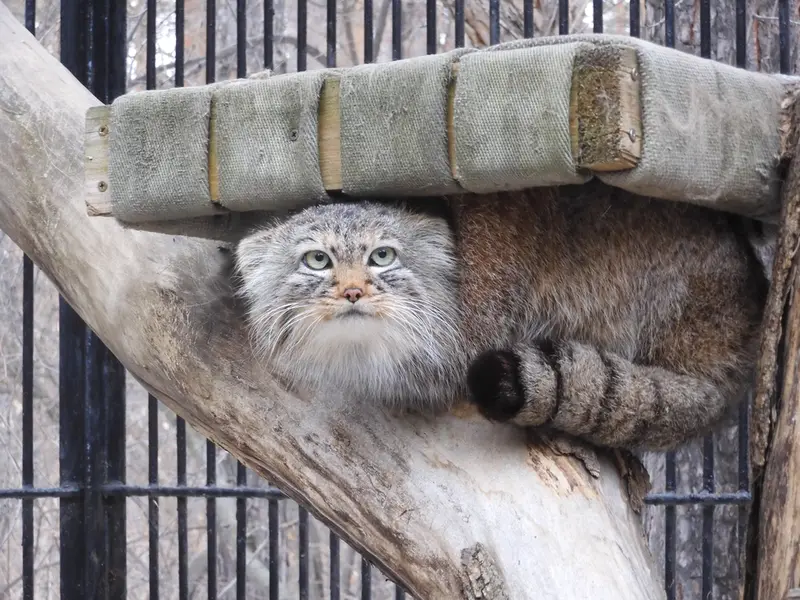 ノヴォシビルスク動物園のガビの写真