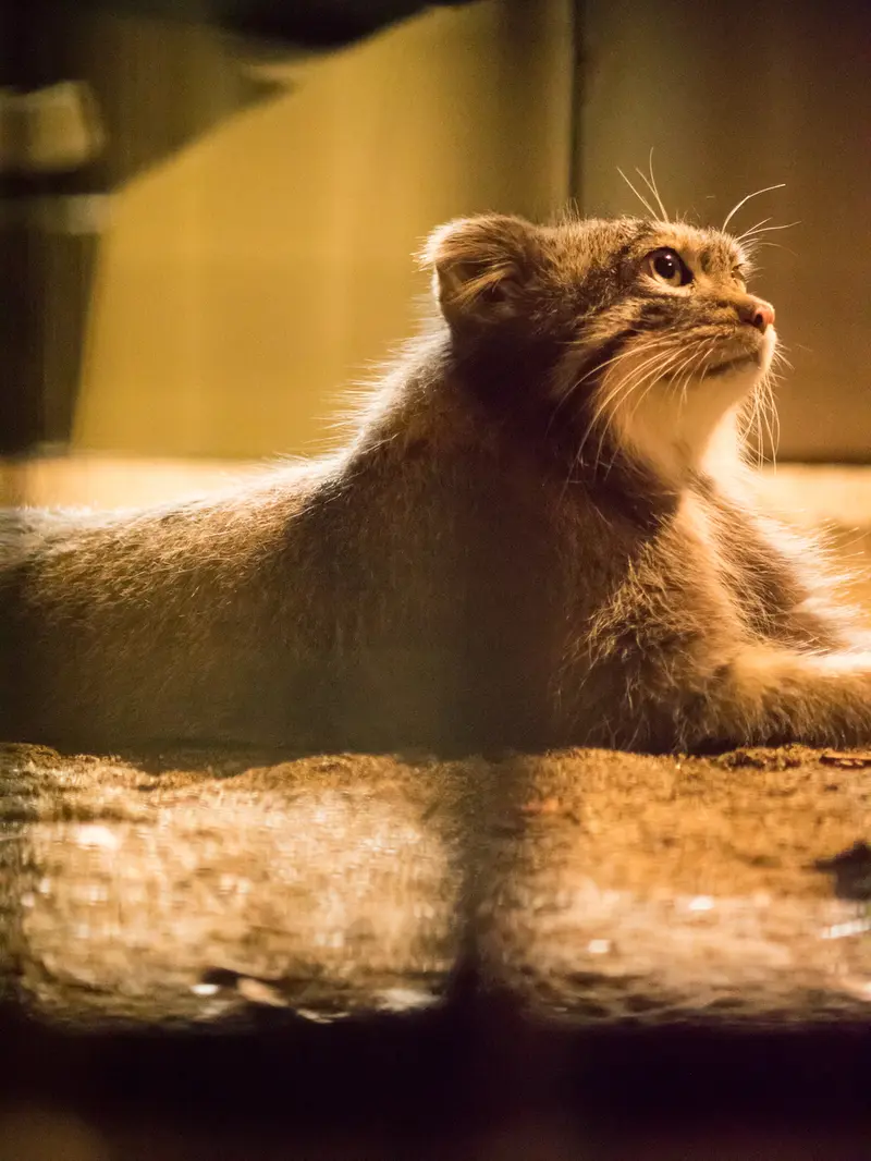 野毛山動物園のフィーガの写真