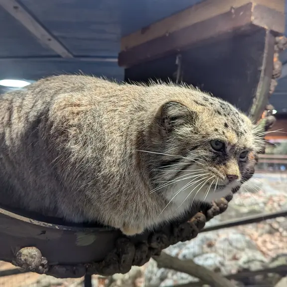 ミル・マウンテン動物園のノルブの写真