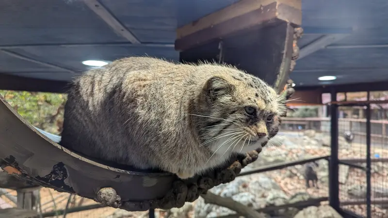ミル・マウンテン動物園のノルブの写真