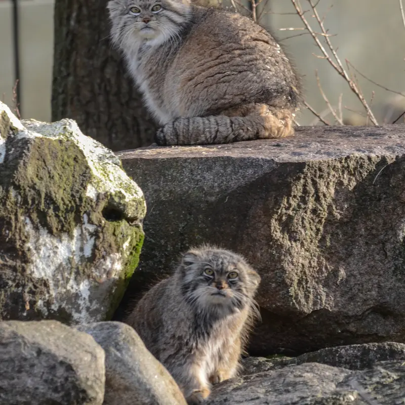 パルケン動物園のベニーとフリーダの写真