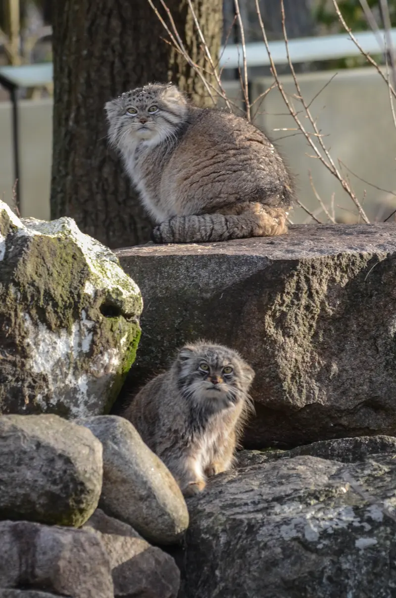 パルケン動物園のベニーとフリーダの写真