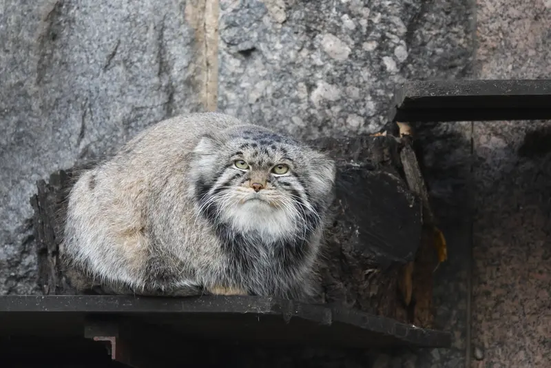 モスクワ動物園のティモフェイの写真