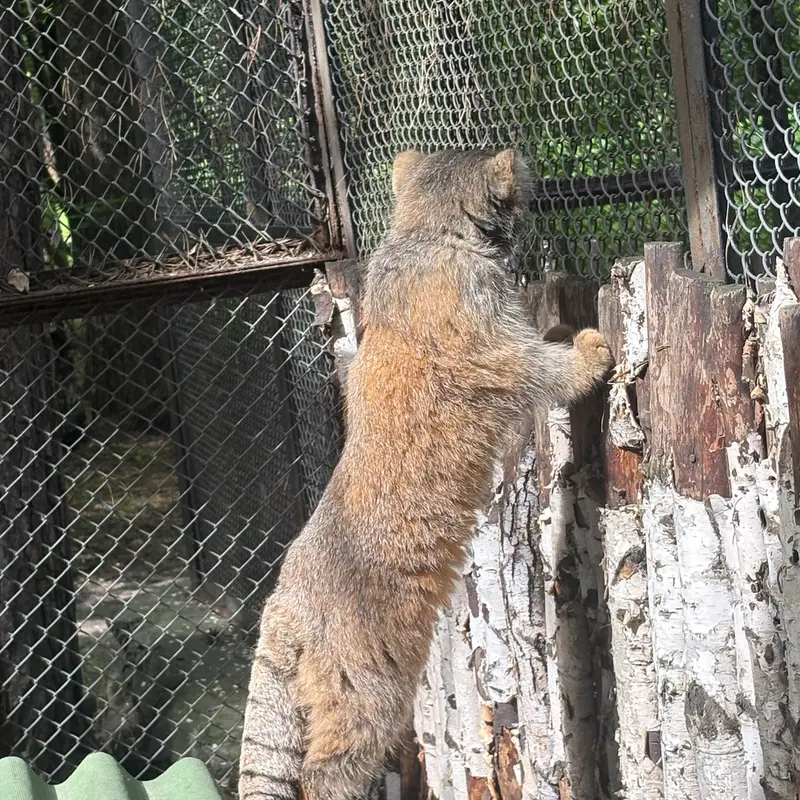 ノヴォシビルスク動物園のジョージの写真