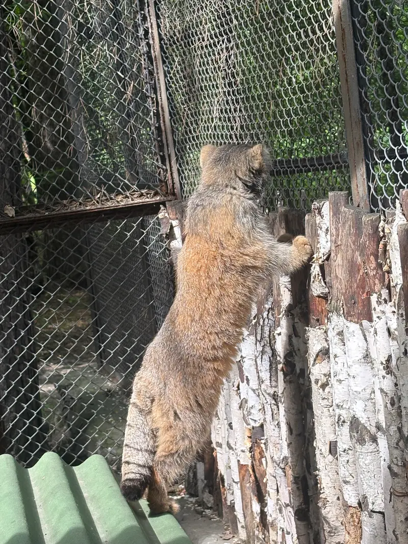 ノヴォシビルスク動物園のジョージの写真