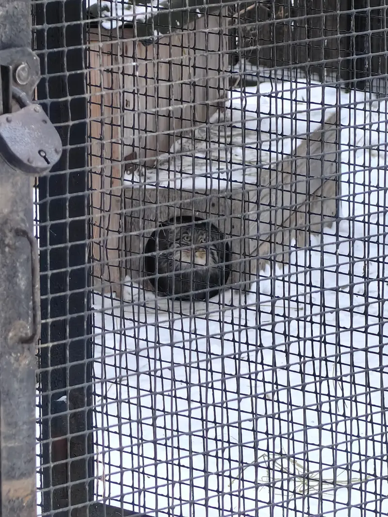 ノヴォシビルスク動物園のグレイの写真