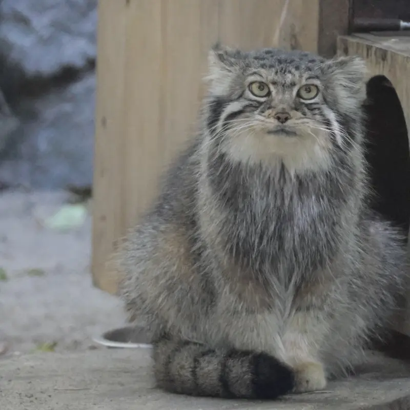 ノヴォシビルスク動物園のイヴの写真