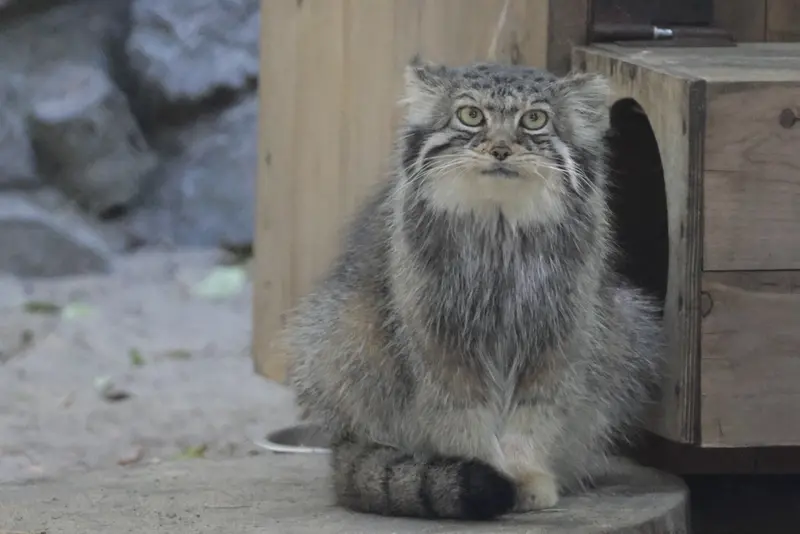 ノヴォシビルスク動物園のイヴの写真