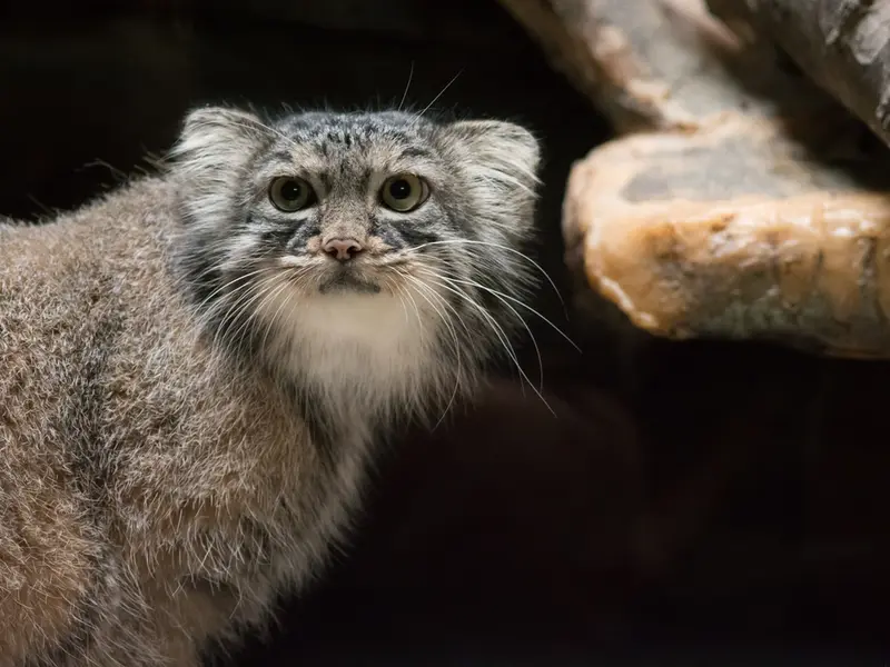 恩賜上野動物園のサフランの写真