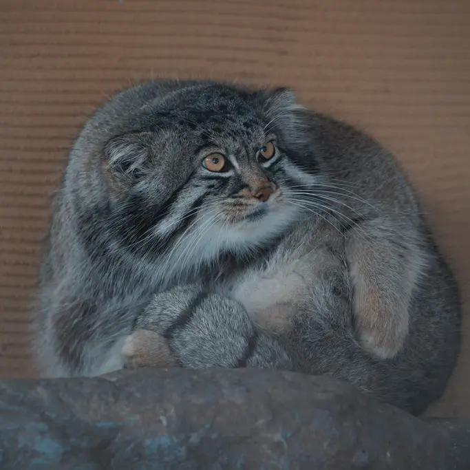 旭山動物園のグルーシャの写真