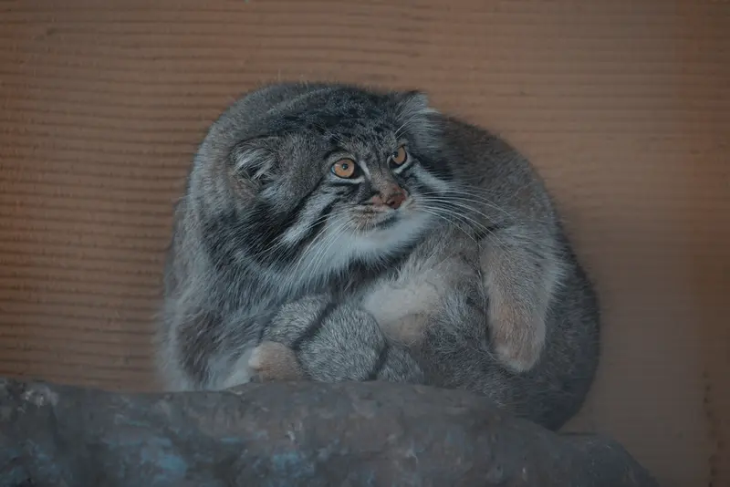 旭山動物園のグルーシャの写真