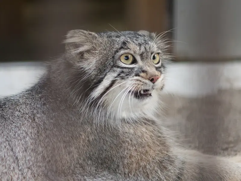 野毛山動物園のフィーガの写真