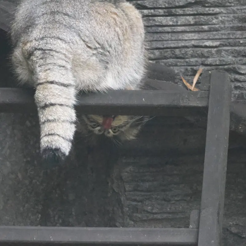 モスクワ動物園のティモフェイの写真
